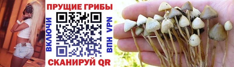 Псилоцибиновые грибы Psilocybe Кашин